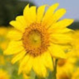 Meet your Posher, Celia